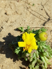Senecio glaucus