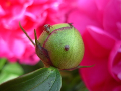 Camponotus subbarbatus