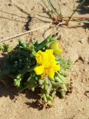 Senecio glaucus