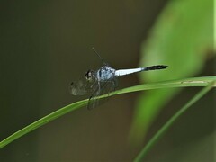 Brachydiplax