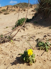 Senecio glaucus