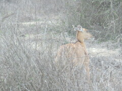 Boselaphus tragocamelus