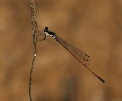 Prodasineura hyperythra