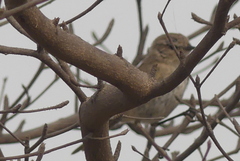 Phylloscopus