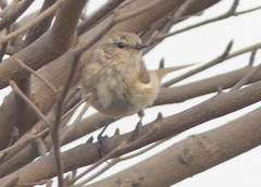 Phylloscopus