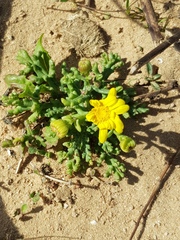 Senecio glaucus