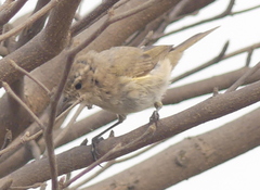 Phylloscopus
