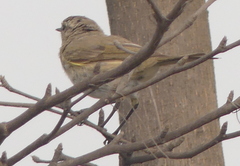 Phylloscopus