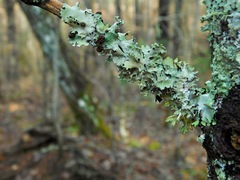 Tremella parmeliarum