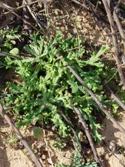 Senecio glaucus
