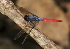 Orthetrum schneideri