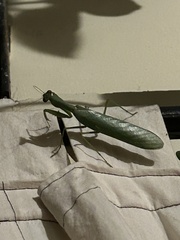 Polyspilota aeruginosa