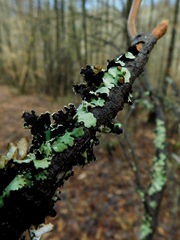 Tremella parmeliarum