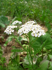 Achillea millefolium