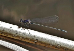 Onychargia atrocyana