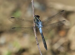 Cratilla lineata