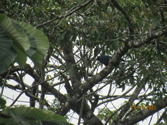 Cyanocorax caeruleus