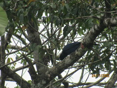 Cyanocorax caeruleus