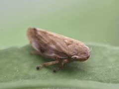 Lepyronia quadrangularis