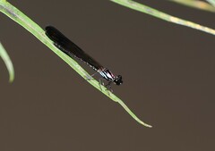 Heliocypha biseriata