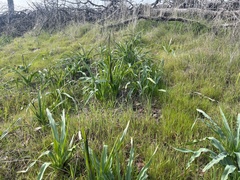 Chlorogalum pomeridianum