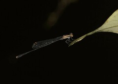 Elattoneura analis