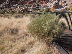Baccharis sarothroides