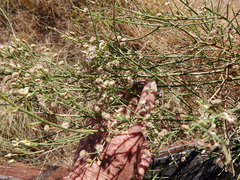 Baccharis sarothroides