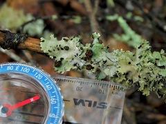 Tremella parmeliarum