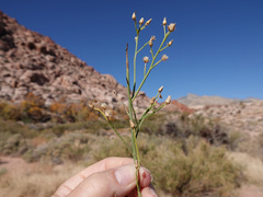 Baccharis sarothroides