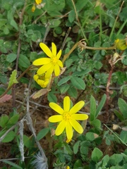 Senecio vernalis