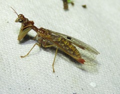 Mantispa styriaca