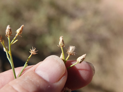 Baccharis sarothroides