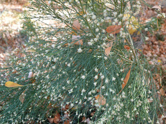 Baccharis sarothroides
