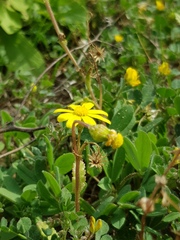 Senecio vernalis