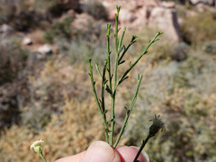Baccharis sarothroides