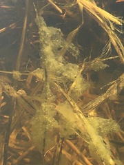 Pectinatella magnifica