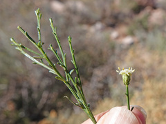 Baccharis sarothroides