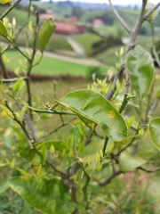 Citrus