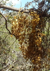 Phoradendron macrophyllum