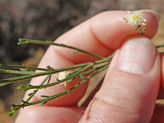 Baccharis sarothroides