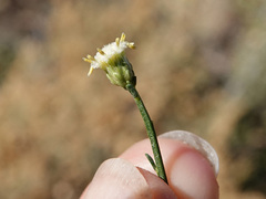 Baccharis sarothroides