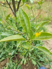 Citrus