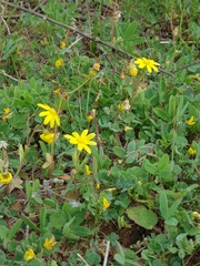 Senecio vernalis