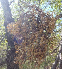 Phoradendron macrophyllum