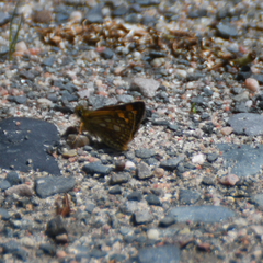 Carterocephalus mandan