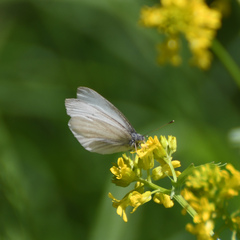 Pieris virginiensis