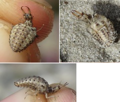 Myrmeleon inconspicuus