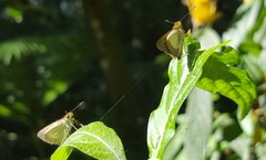 Parphorus pseudecorus