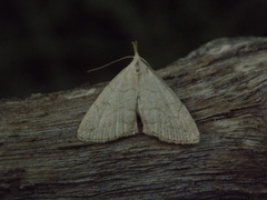 Pechipogo strigilata